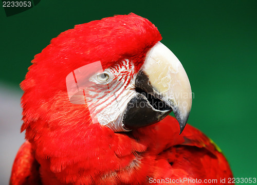 Image of Red macaw