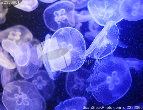 Image of Jellyfish