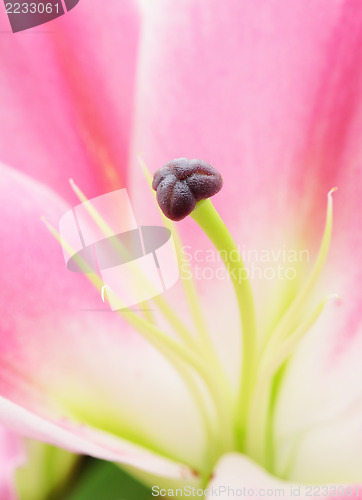Image of Pink lily flower close up