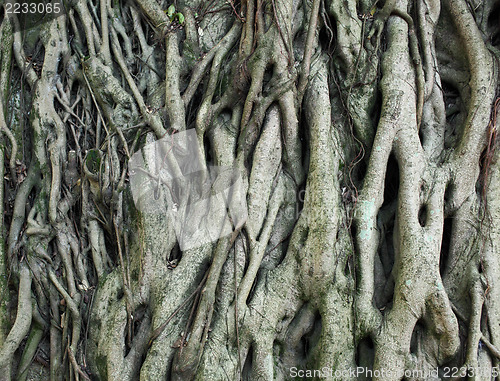 Image of tree roots