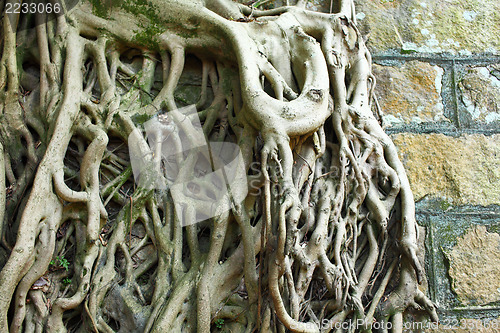 Image of Root of tree covered old wall 