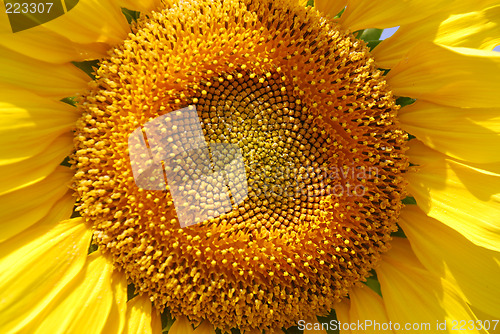 Image of Sunflower