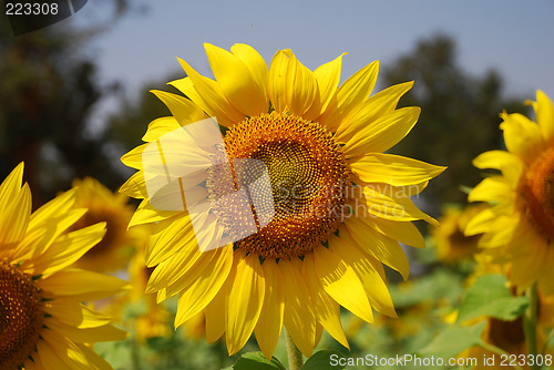 Image of Sunflower