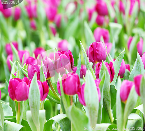 Image of Purple tulips 