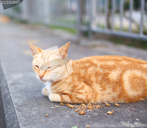 Image of Street cat