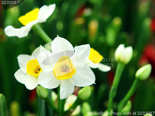 Image of narcissus flower 