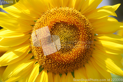 Image of Sunflower