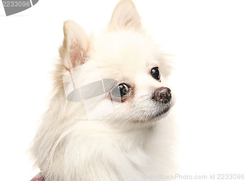 Image of white pomeranian dog