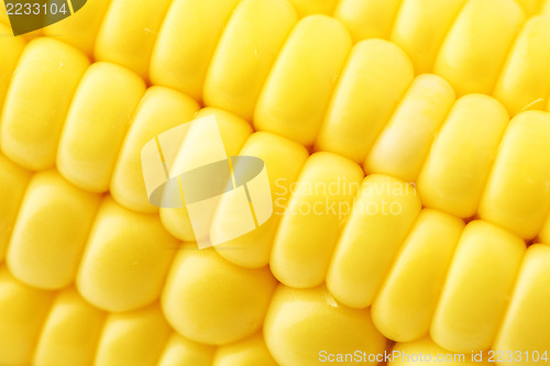 Image of Corn close up