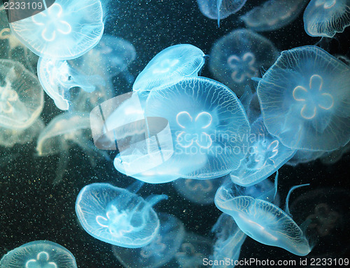 Image of Jellyfish 