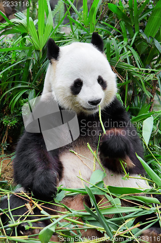 Image of Wild panda 