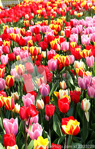 Image of Holland tulip fields