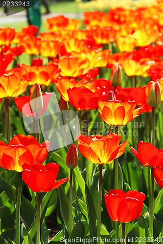 Image of Holland tulip fields