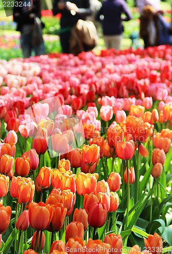 Image of Holland tulip fields