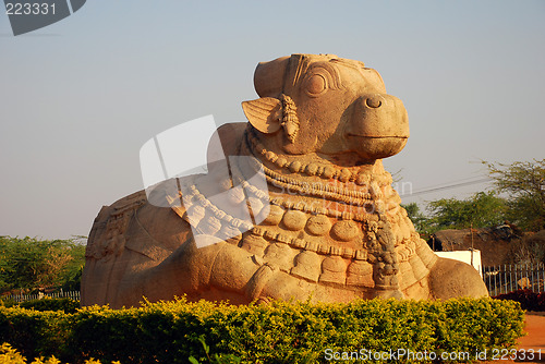 Image of Nandi, baby bull