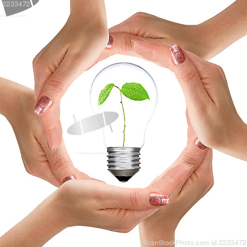 Image of Hands and light bulb with plant inside