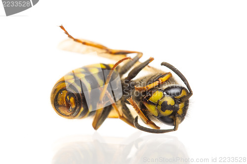 Image of Macro of a dead wasp (Vespula vulgaris)
