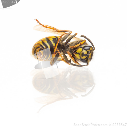 Image of Macro of a dead wasp (Vespula vulgaris)