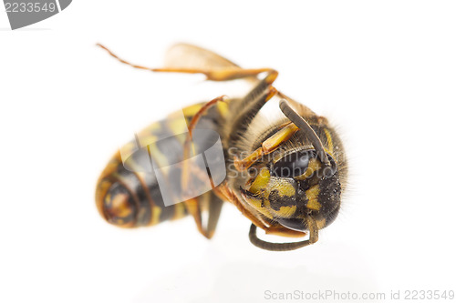 Image of Macro of a dead wasp (Vespula vulgaris)