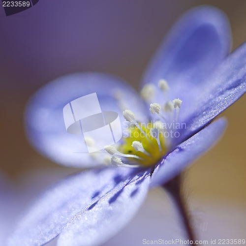 Image of Hepatica Nobilis