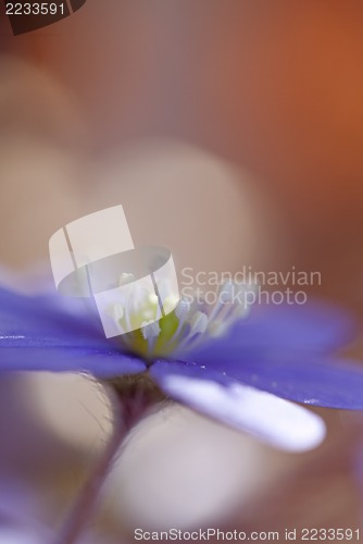 Image of Hepatica Nobilis