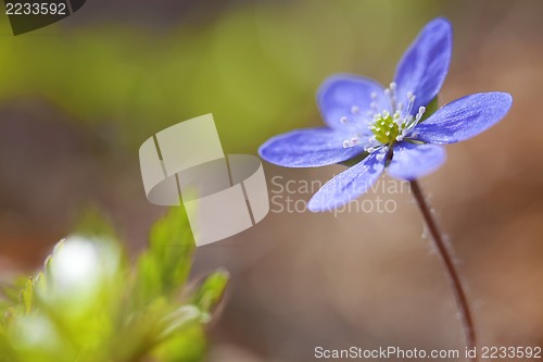 Image of Hepatica Nobilis