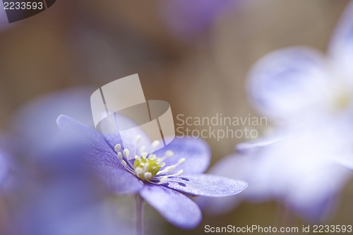 Image of Hepatica Nobilis