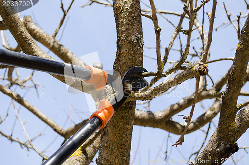 Image of fruit tree trim two handle clippers spring garden 