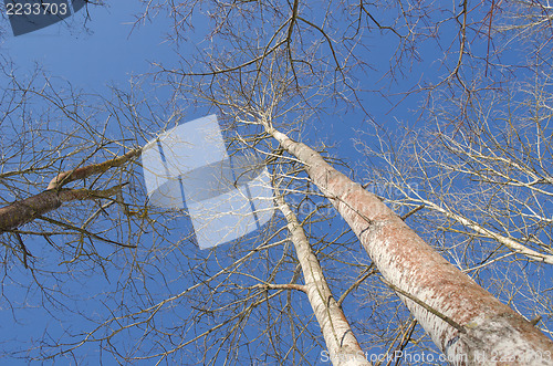 Image of naked aspen tree branch  blue sky background 