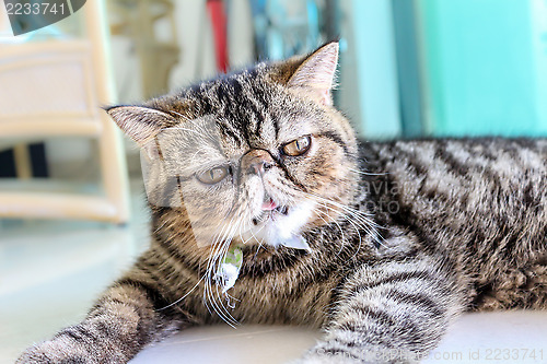 Image of Tabby Cat