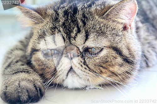 Image of Tabby Cat