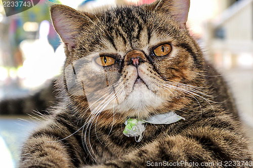 Image of Tabby Cat