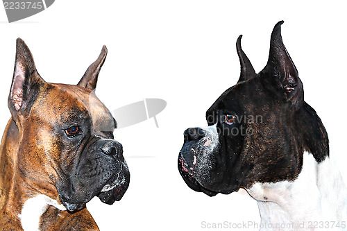 Image of Boxer Dogs