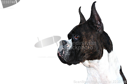 Image of Boxer Dog