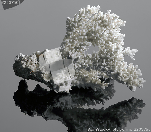 Image of white coral