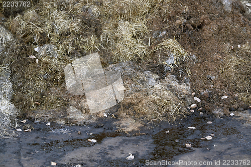 Image of manure detail