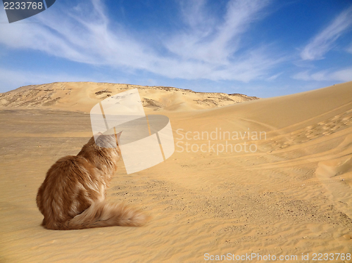 Image of desert with cat