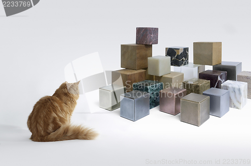 Image of kitten and cubes