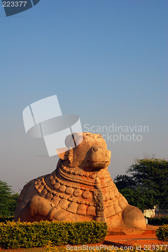 Image of Nandi, Baby bull