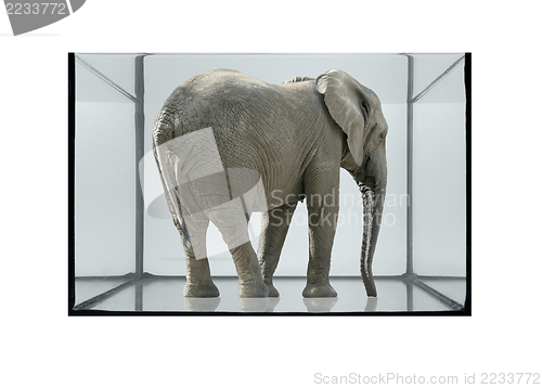 Image of fish tank and elephant