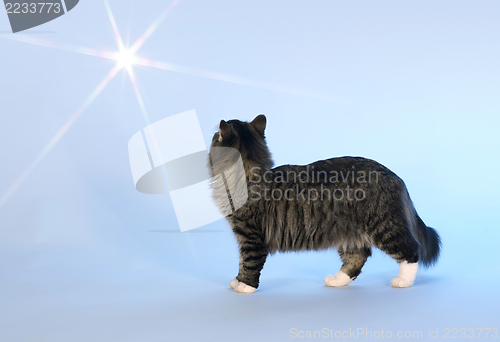 Image of cat and light