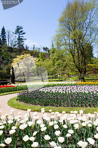 Image of Tulips garden