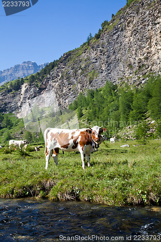 Image of Cows and Italian Alps