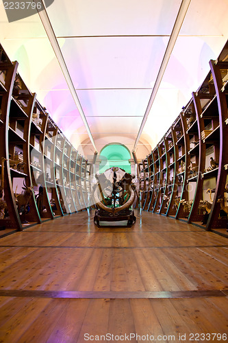 Image of Nature Museum interior