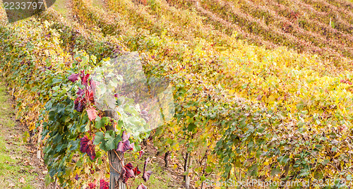 Image of Italian Vineyard