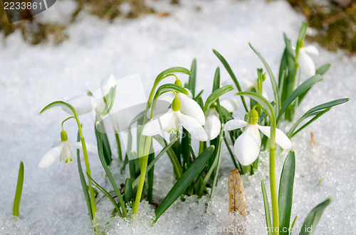 Image of spring snowdrop snowflake flowers blooms snow 