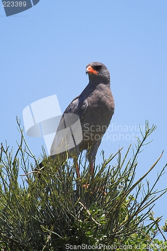 Image of buzzard looking for prey