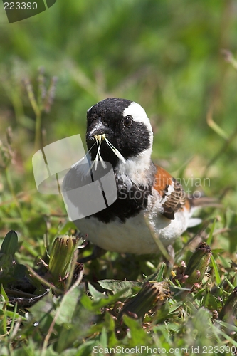 Image of bird collecting grass