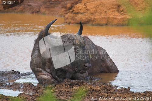 Image of wallowing buffalo