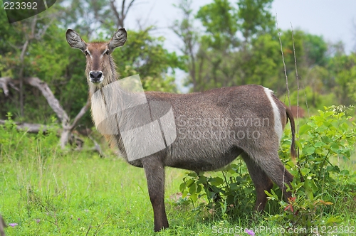 Image of water buck